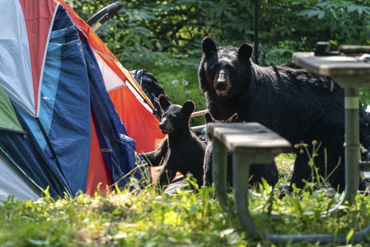 Life in Alaska with Bears