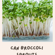 Can Broccoli Sprouts Help Treat Autism?