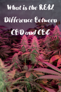 Difference Between CBD and CBG
